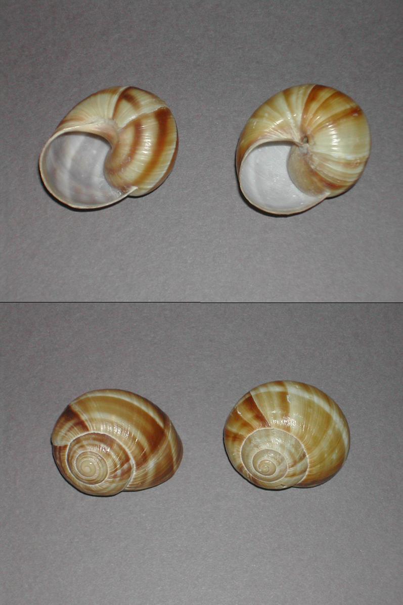 Conchiglia gastropode